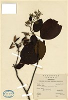 藏品(大葉金雞納樹)的圖片